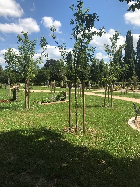 Bietigheimer Friedhof mit neu gepflanzten Bäumen