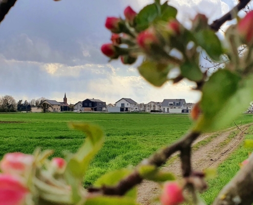 Im Vordergrund ein Ast mit Blüten, im Hintergrund das Dorf Au am Rhein