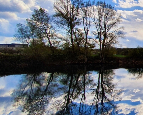 Drei Bäume am Rheinufer, der Himmel mit Wolken spiegelt sich im Wasser