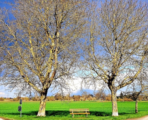 Zwei große kahle Laubbäume, dazwischen eine Holzbank, im Hintergrund eine strahlend grüne Wiese