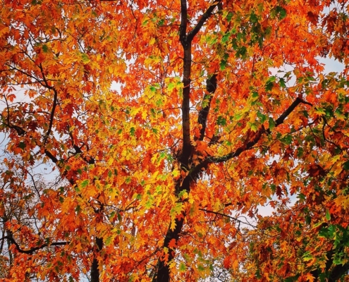 Die Krone eines Laubbaums in strahlendem Rot im Herbst