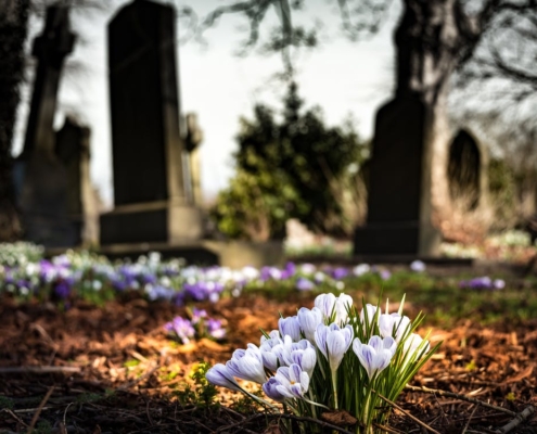 Nahaufnahme der Blumen auf einem Grab